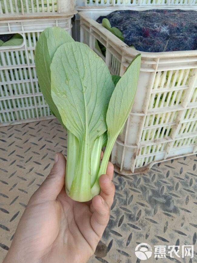 夏妃青梗菜 1~2两