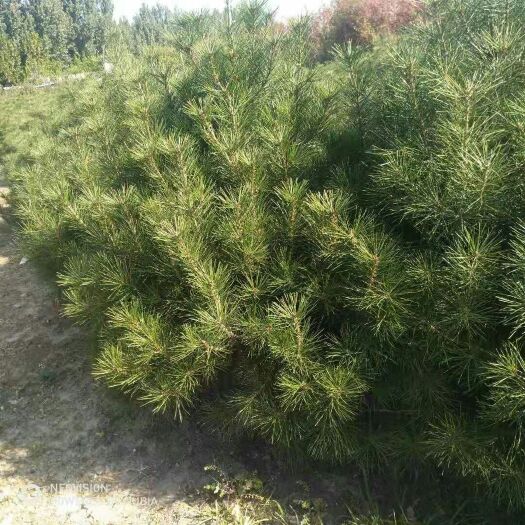 泰安白皮松