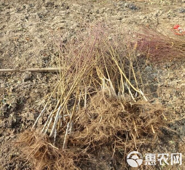  沂蒙霜红2号苗，晚熟品种耐储存，基地培育现挖现发保湿发货