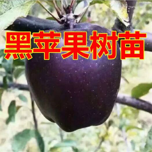 红富士苹果苗 1~1.5米 