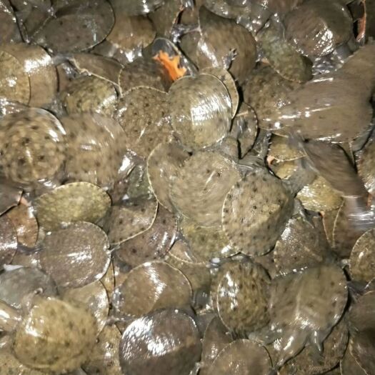 广州黄沙鳖苗  ，甲鱼苗，