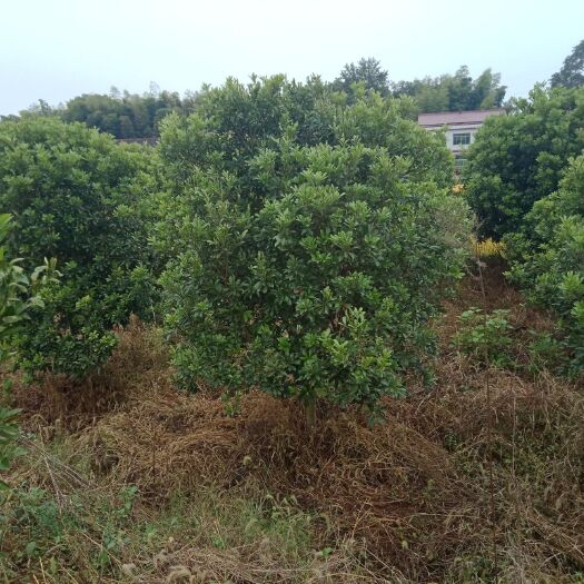 沅江市杨梅树