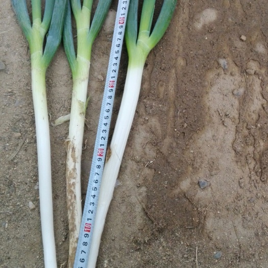新野县铁杆大葱 30~40cm 毛葱