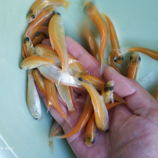 广州金草鱼苗