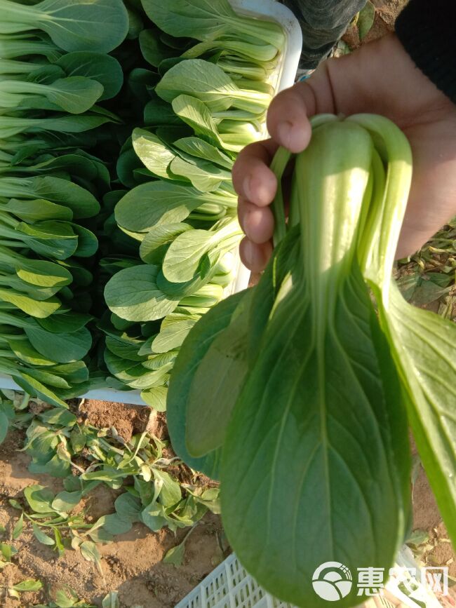 夏妃青梗菜 1~2两