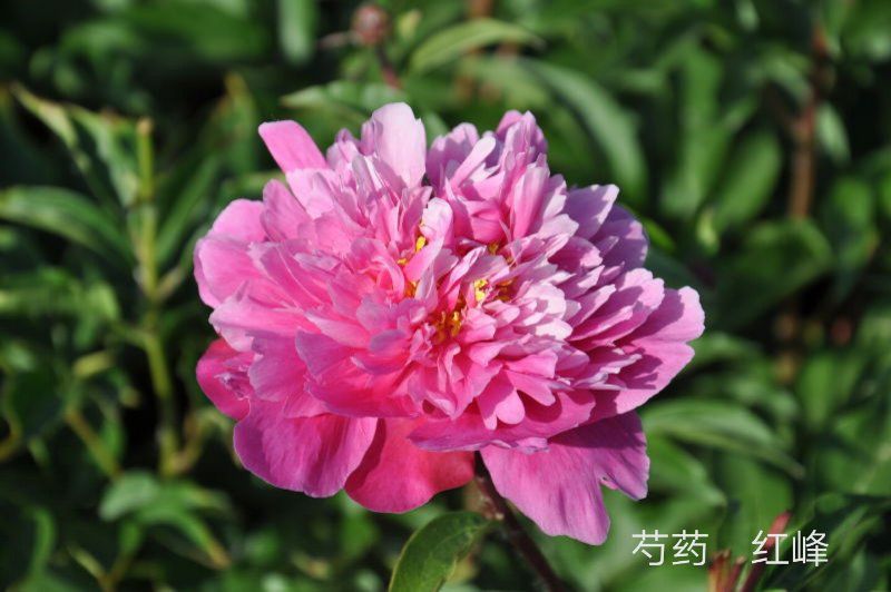 多花芍药 自己种植，价格优惠，保证质量，