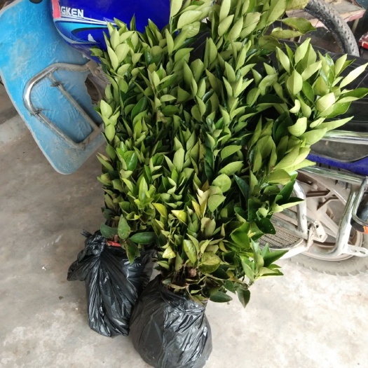 简阳市纽荷尔脐橙苗 嫁接苗 0.5米以下 