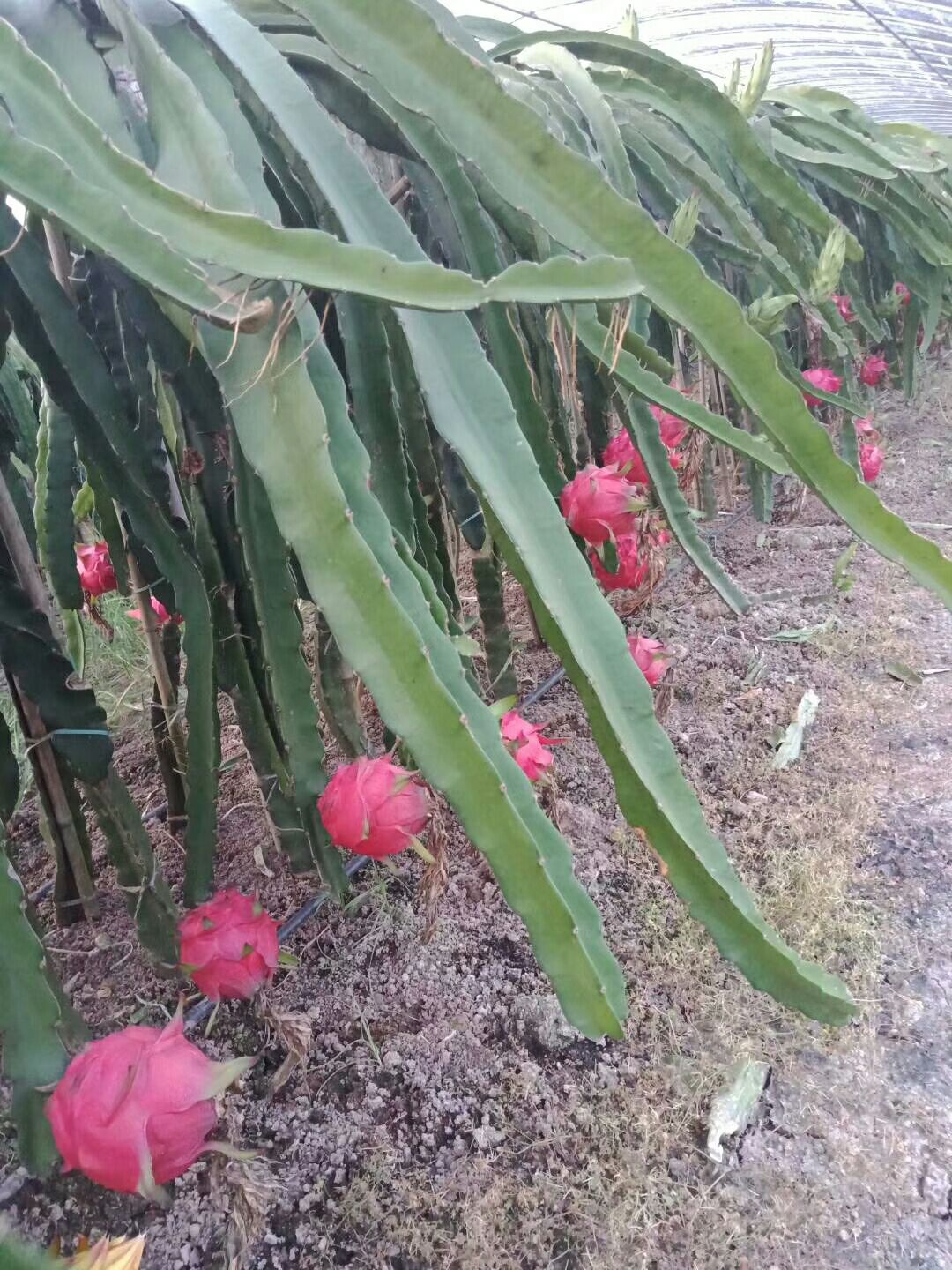 火龙果苗 金都一号 红皮红肉 自花授粉