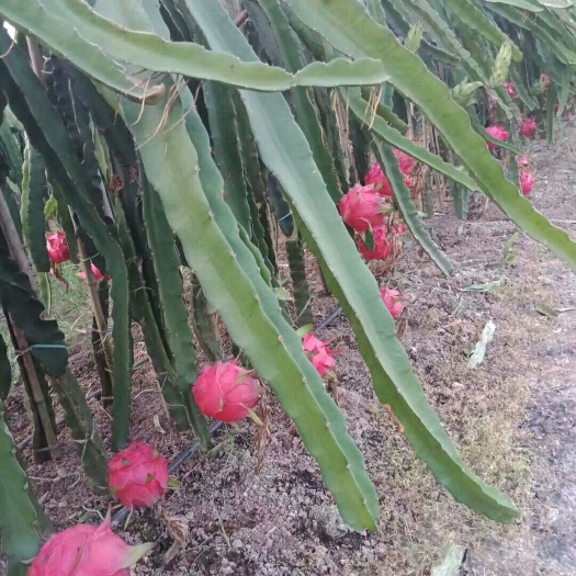 重庆市火龙果苗 金都一号 红皮红肉 自花授粉