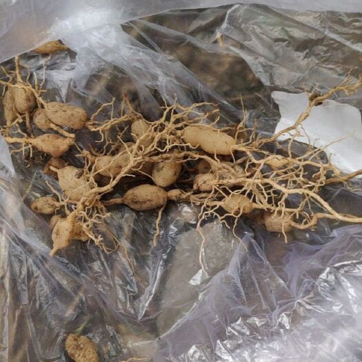泌阳县中药材麦冬草  麦冬草
