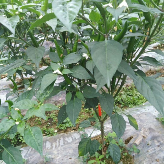 马关县艳红辣椒 2~5cm 红色 中辣