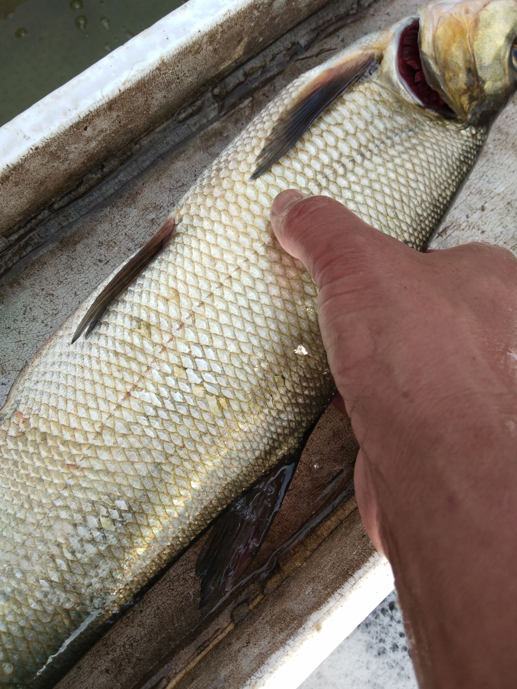 加州鲈鱼 人工养殖 1-1.5公斤 