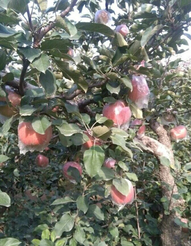 河北精品优质套袋红富士苹果热卖中！