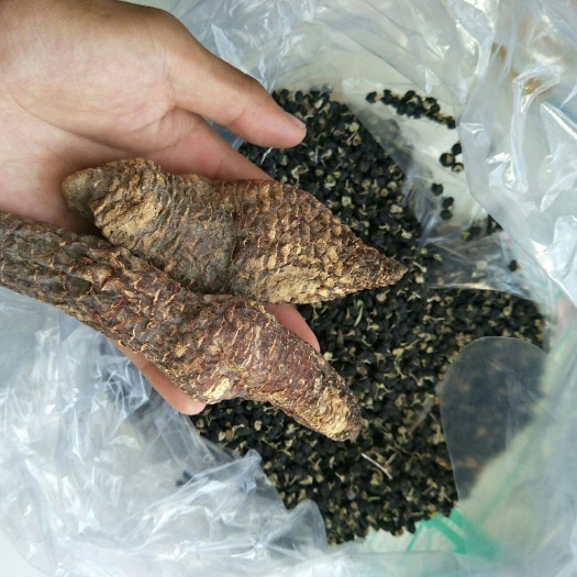 阿瓦提县苁蓉 