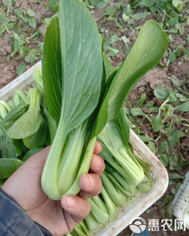 夏妃青梗菜 1~2两