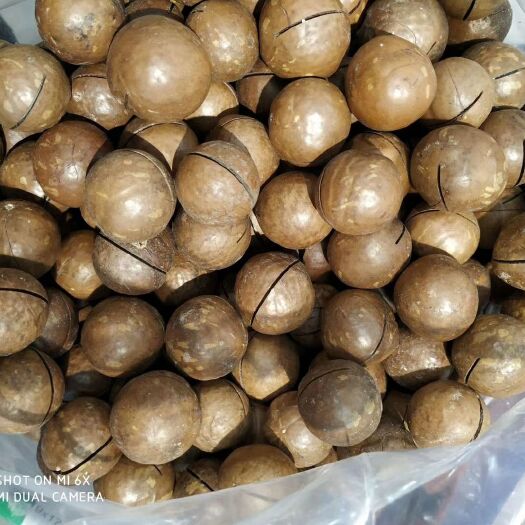 郑州夏威夷果 6-12个月 包装