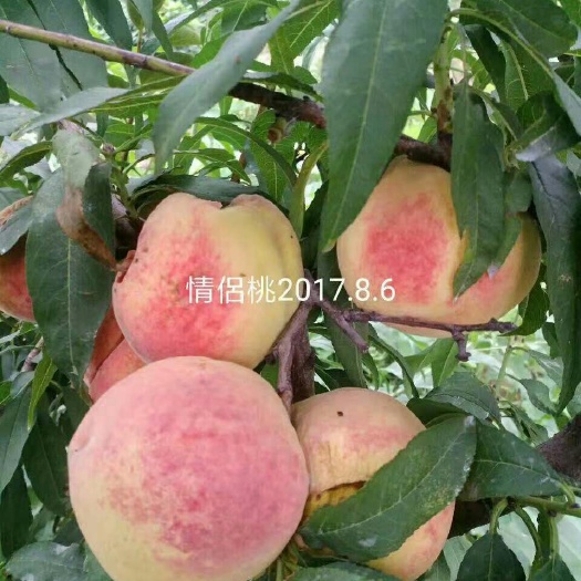 周口红不软桃苗 1.5~2.0米