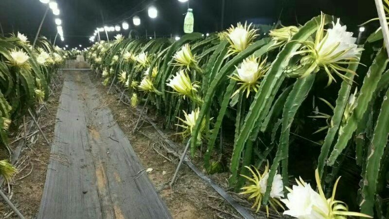 寿光市植物补光灯