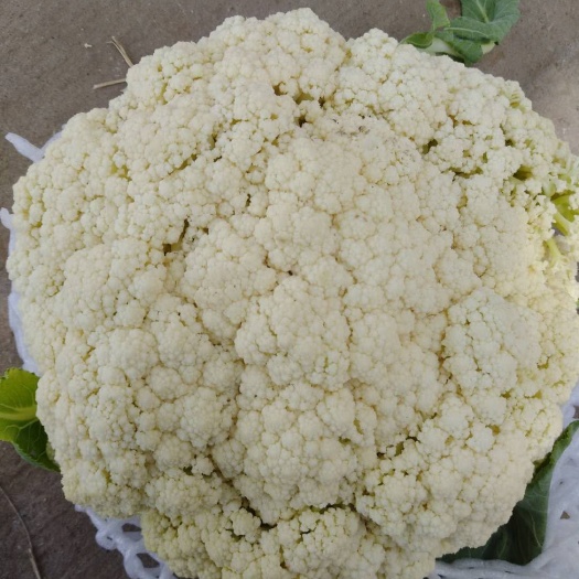 滦南县白花菜花  大量上市青梗白面松花菜，专业的冷库代办团队