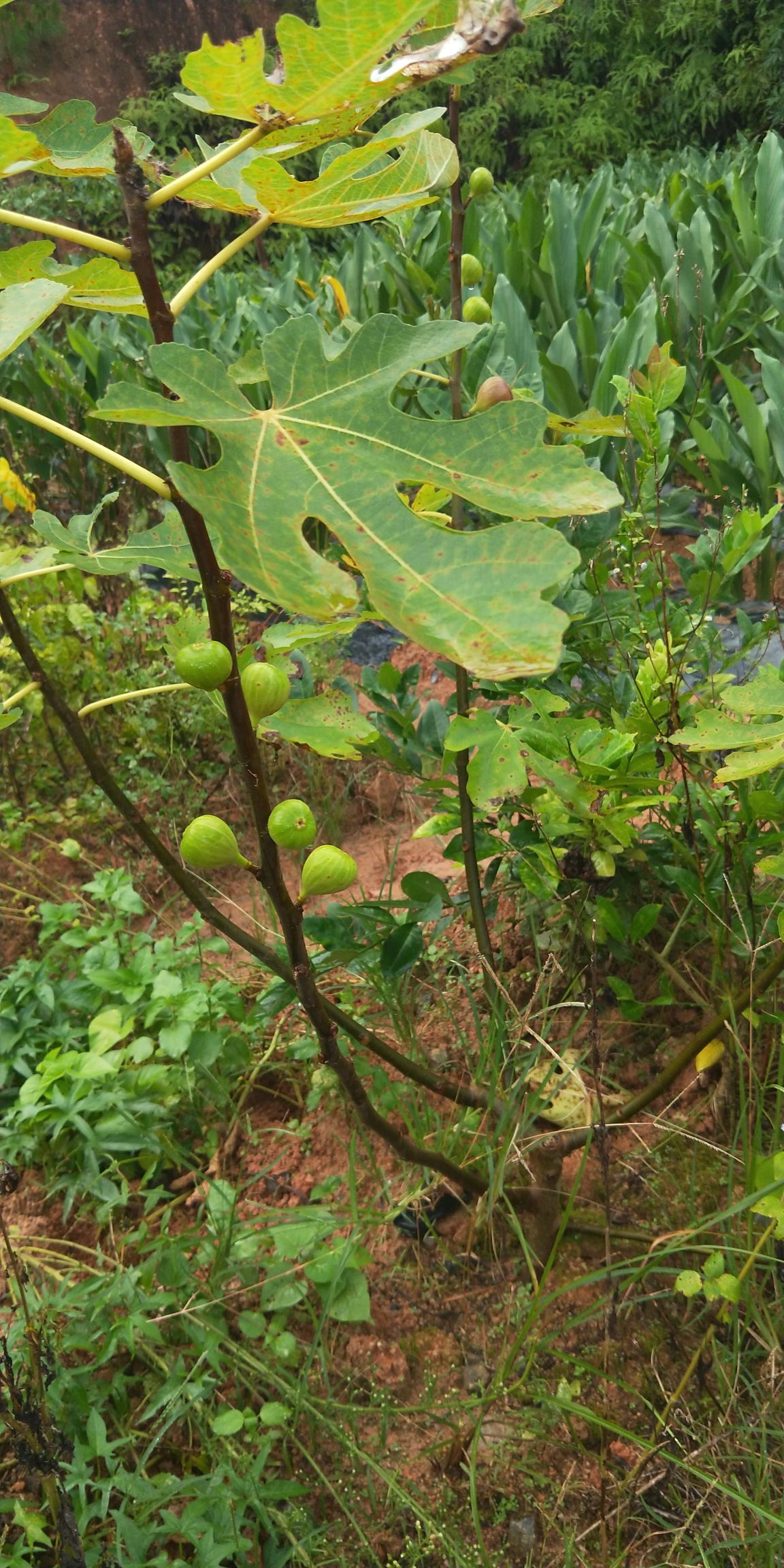 行情大廳 種子種苗 無花果樹苗 瑪斯義陶芬苗 廣西欽州靈山縣