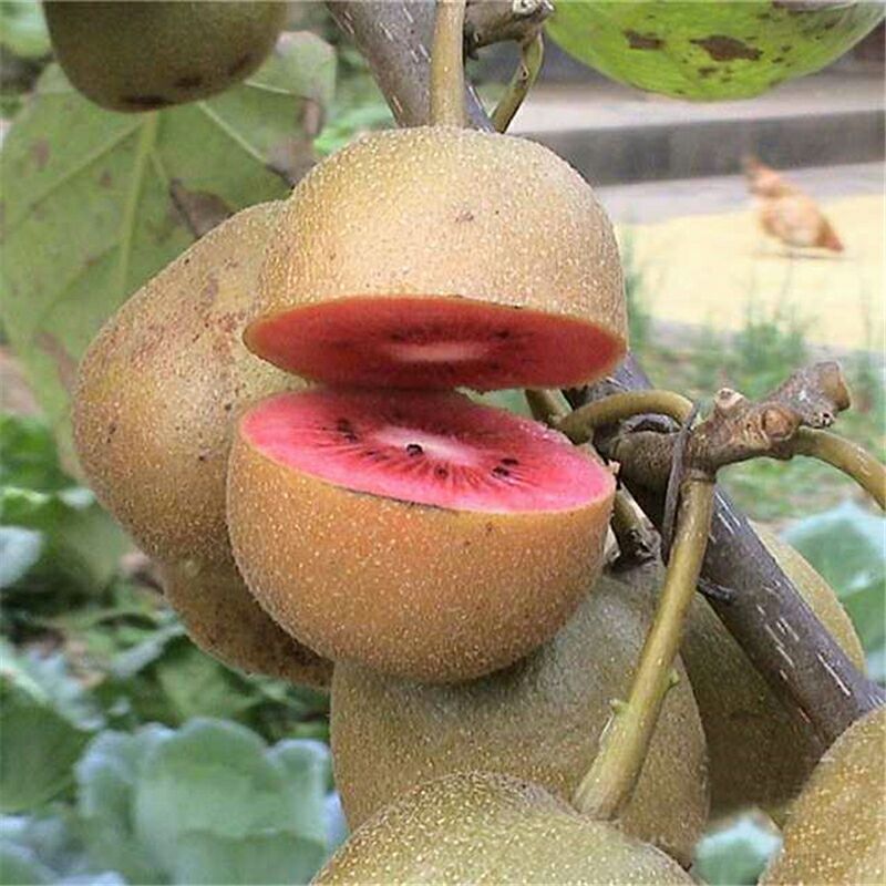 红心猕猴桃苗 嫁接苗 