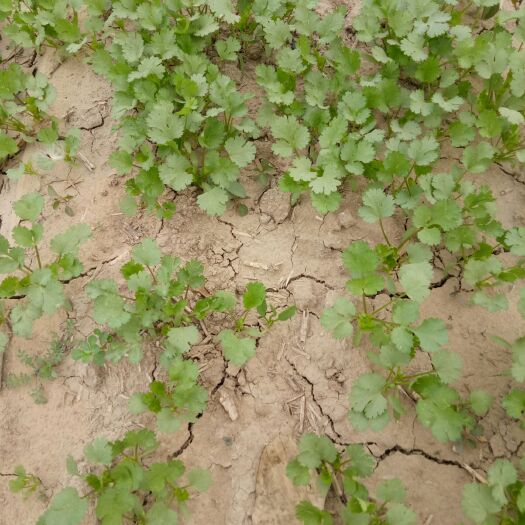 虞城县大叶香菜 10~15cm 