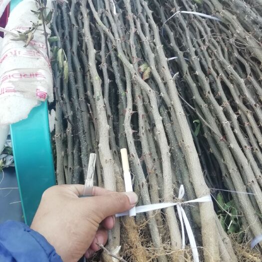泰安大红袍花椒苗
