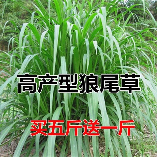 宿迁狼尾草种子南方多年生四季耐旱杂交狼尾草耐收割牛羊鱼兔