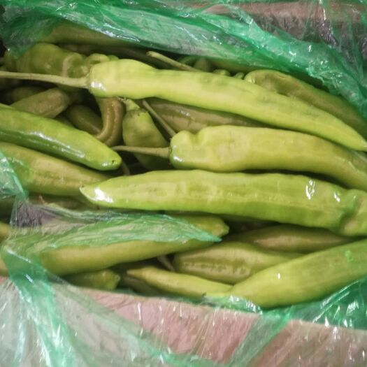 邯郸精品尖椒大量上市
