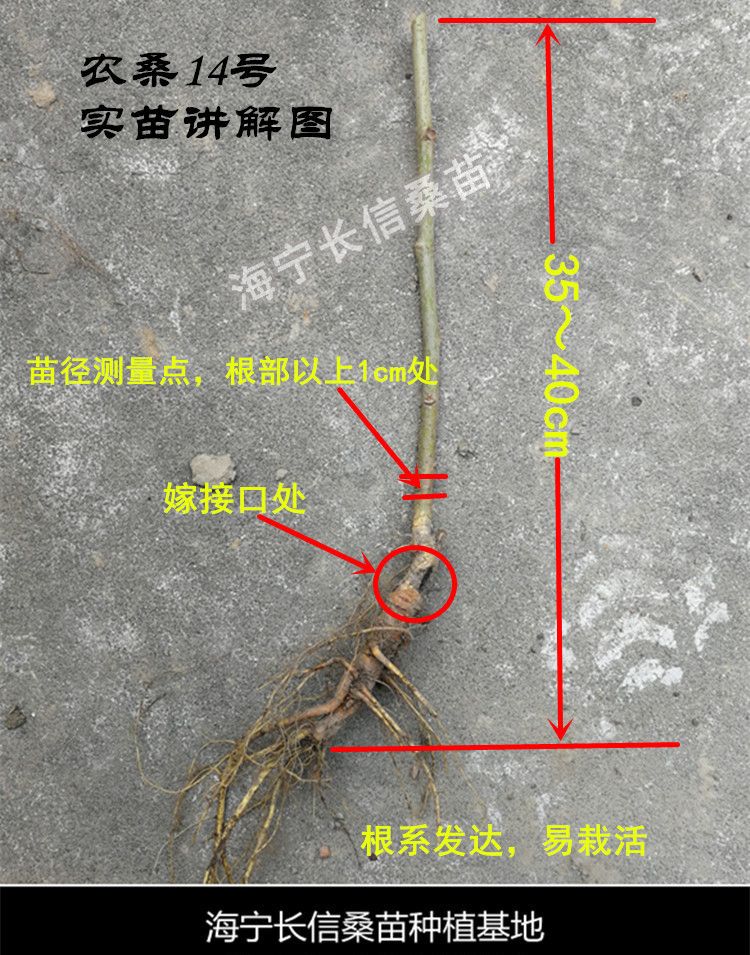 大叶桑苗 海宁桑苗农桑14号、强桑一号