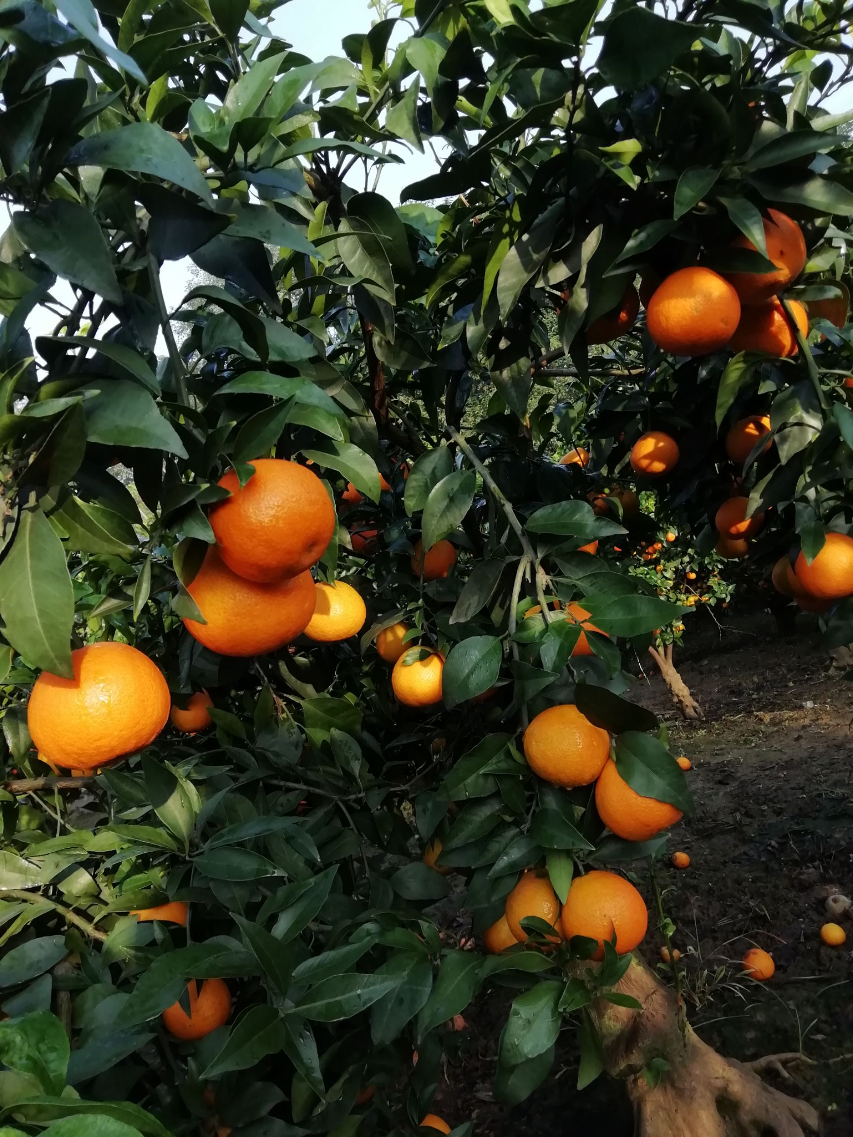 爱媛38号柑桔苗 红美人爱嫒苗  爱媛38号柑橘苗