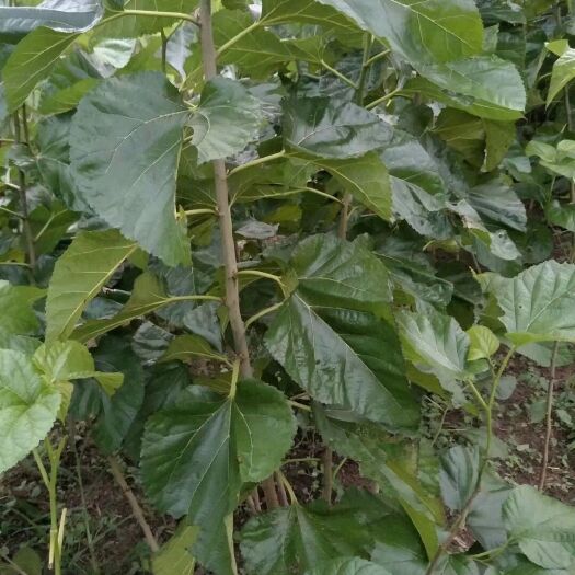 射阳县桑树苗  大叶桑苗地径0.4-1cm包邮发货
