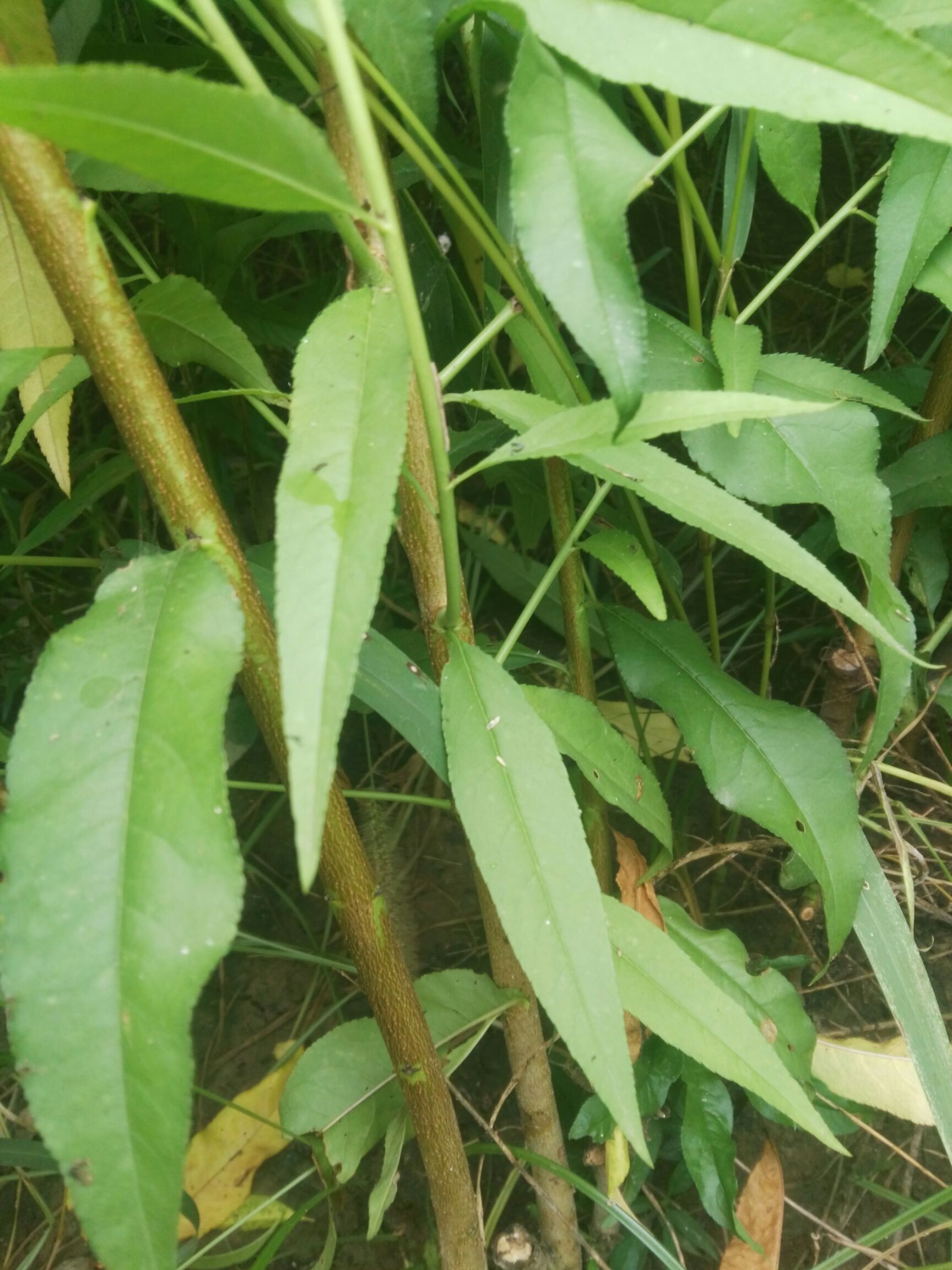 红不软桃苗 1.5~2.0米