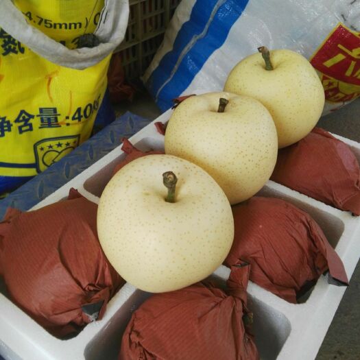 周口黄金梨树苗 1.5~2米