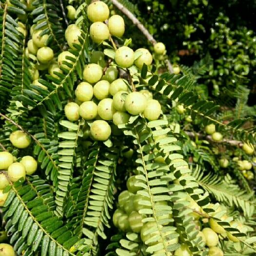 灵山县余甘果苗 0.5~1米