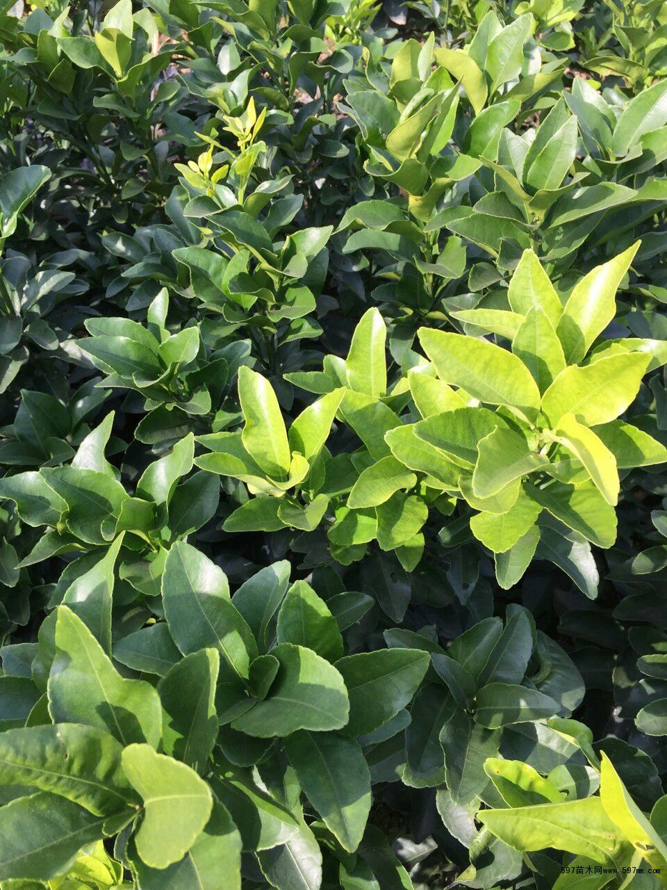 沙糖桔苗 嫁接苗 0.35~0.5米 