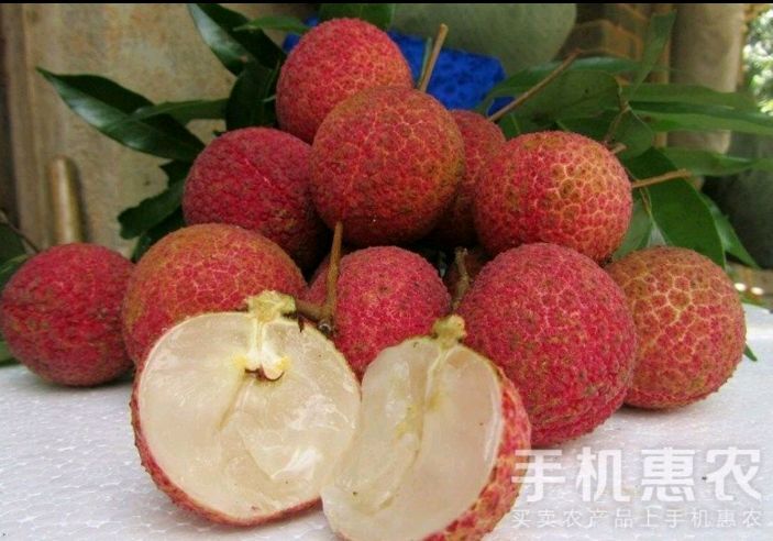 灵山县无核荔枝苗 