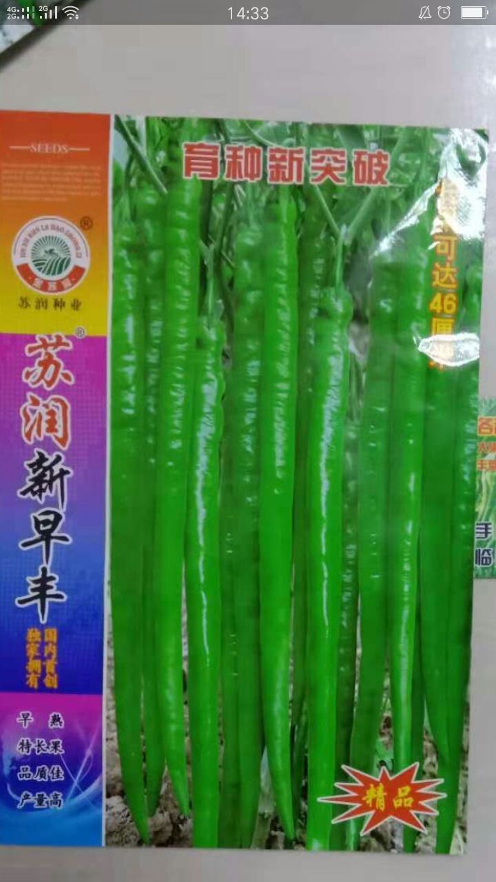 线椒种子 97%以上 良种