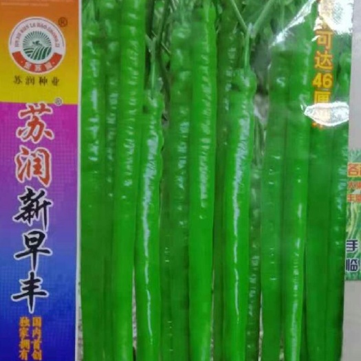 兰陵县线椒种子 97%以上 良种