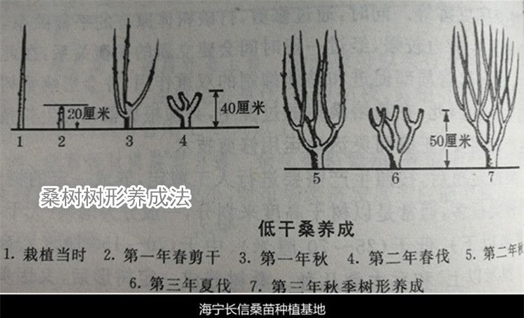 大叶桑苗 海宁桑苗农桑14号、强桑一号