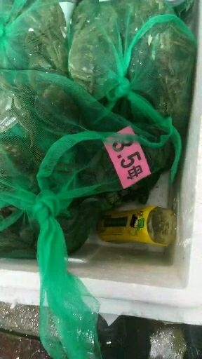 江苏兴化大闸蟹2母