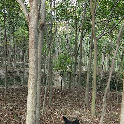 新余黄山栾树 