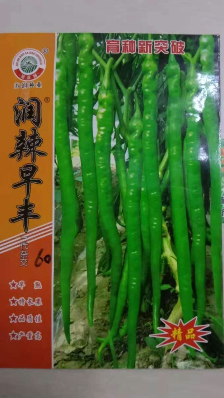 线椒种子 97%以上 良种