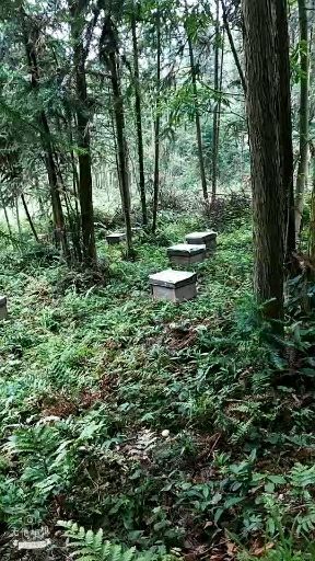 宜丰县土蜂蜜 散装 98% 2年以上 