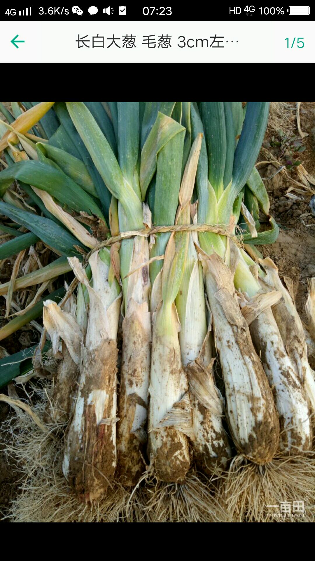 旱地大葱！场地直供！大量供应！诚信经营！一次合作，终身朋友，