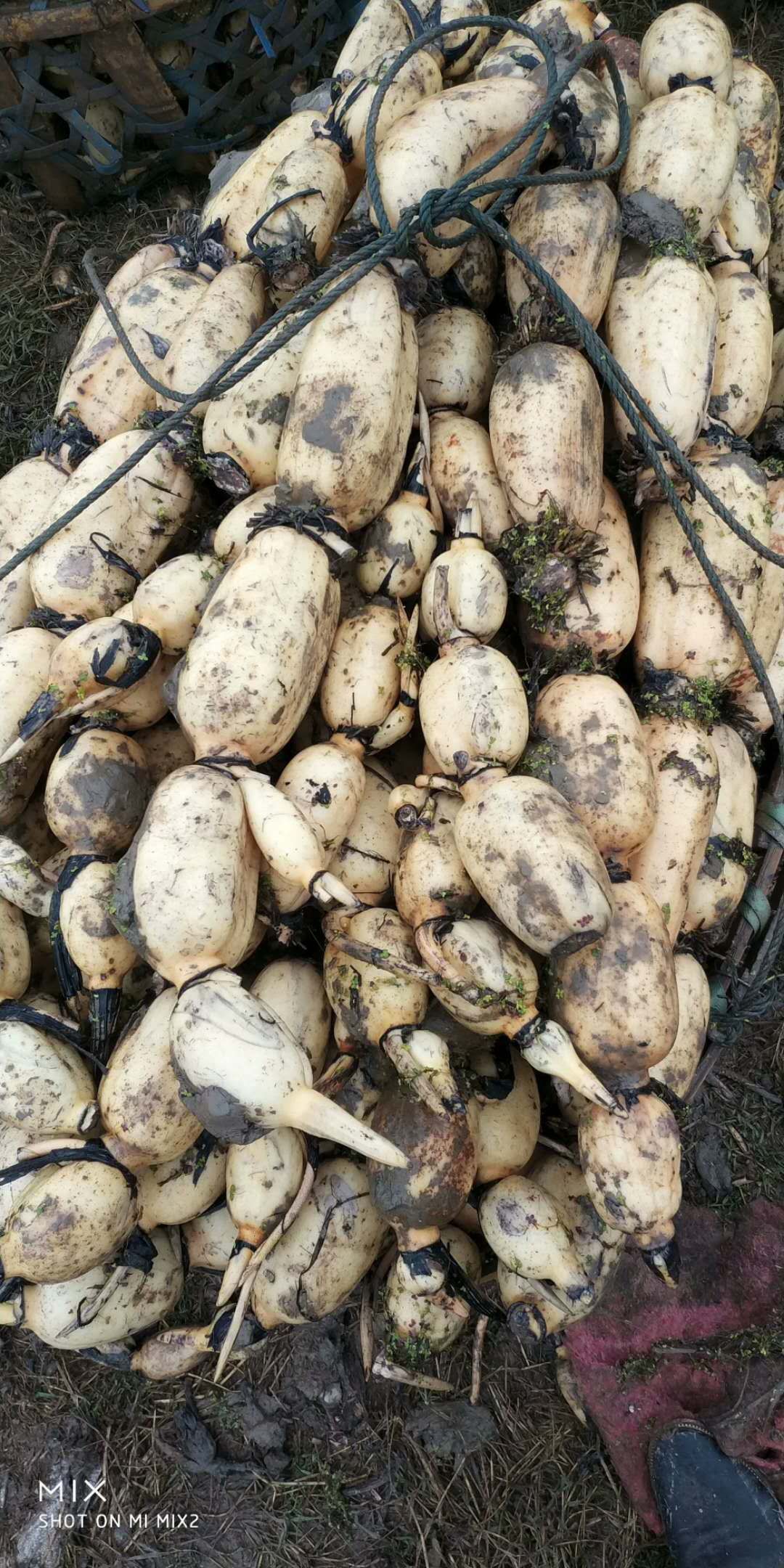 3735莲藕 5-7cm 20~25cm 