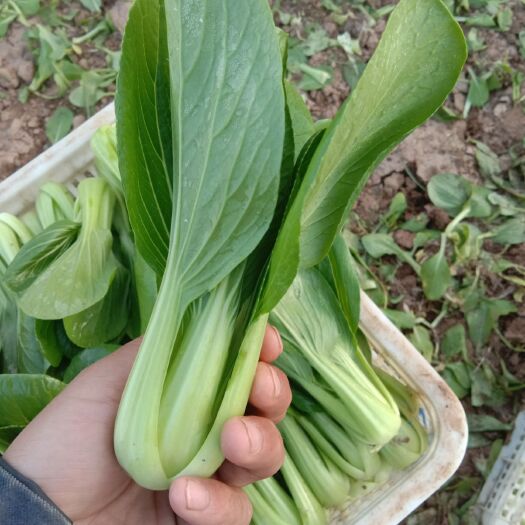 曹县大棚精品上海青
