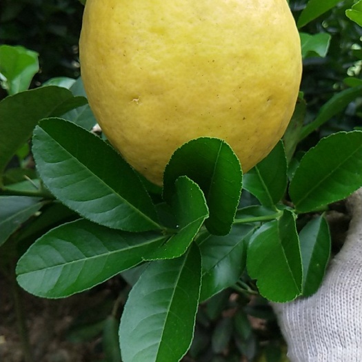 东兰县香水柠檬 5 - 6两