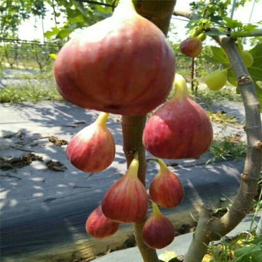 平邑县波姬红 