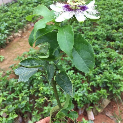 灵山县紫香百香果苗 